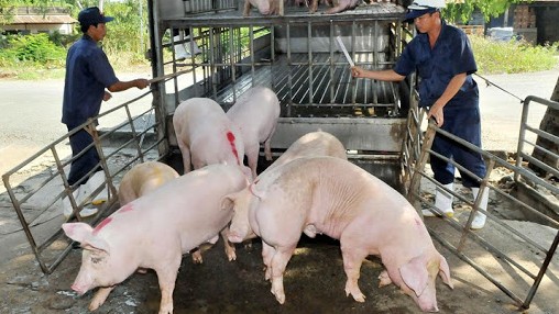 Cập nhật giá lợn hơi hôm nay 17/5/2022: Biến động trái chiều