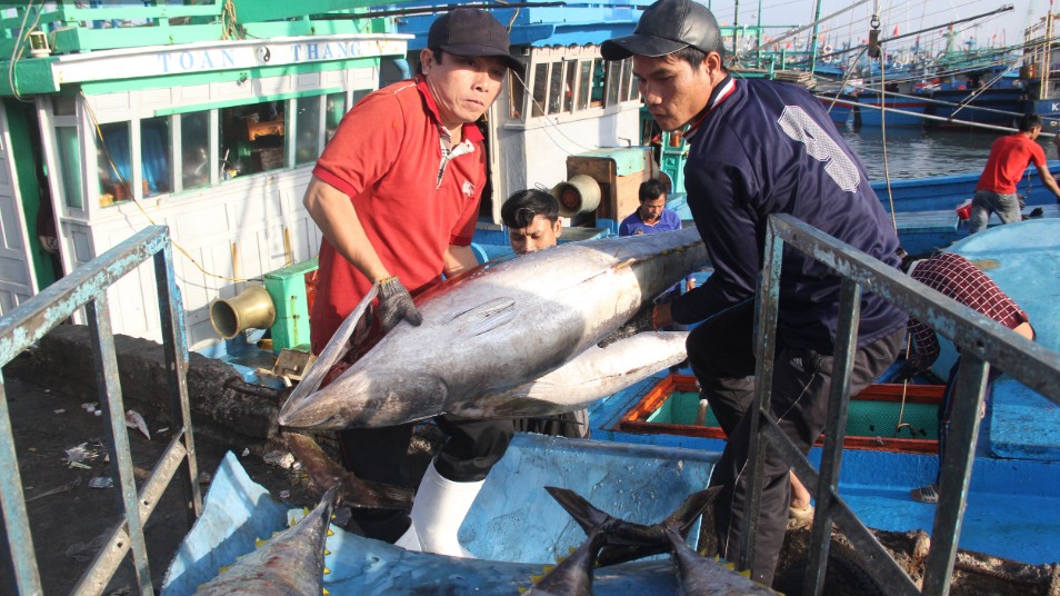 Bình Định sắp tổ chức Lễ hội cá ngừ đại dương