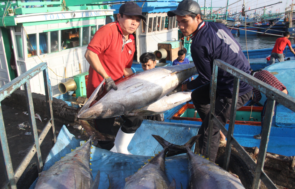 Ngư dân Bình Định mang cá ngừ đại dương về bờ.