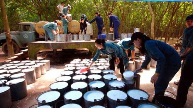 Cập nhật giá cao su hôm nay ngày 17/5/2022: Tăng mạnh toàn thị trường