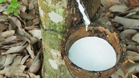 Cập nhật giá cao su hôm nay ngày 18/5/2022: Tăng đồng loạt