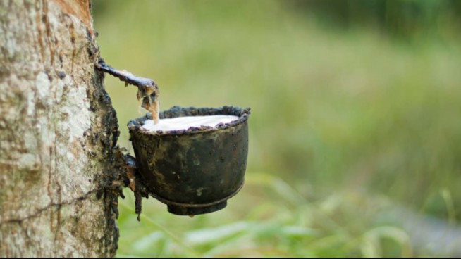 Cập nhật giá cao su hôm nay ngày 20/5/2022: Đảo chiều tăng toàn bộ thị trường