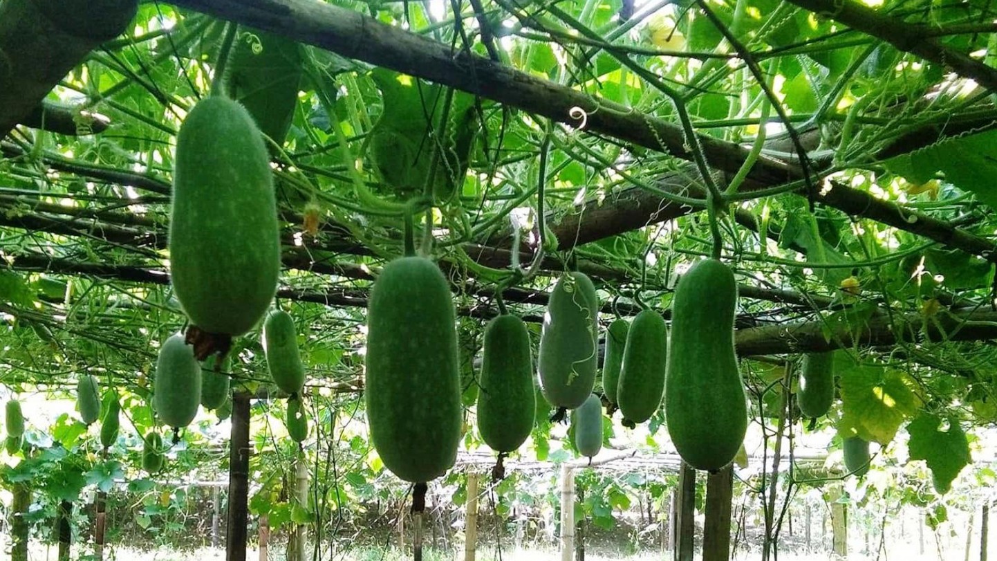 Sắp diễn ra sự kiện xúc tiến tiêu thụ Bí xanh thơm và sản phẩm OCOP tỉnh Bắc Kạn năm 2022