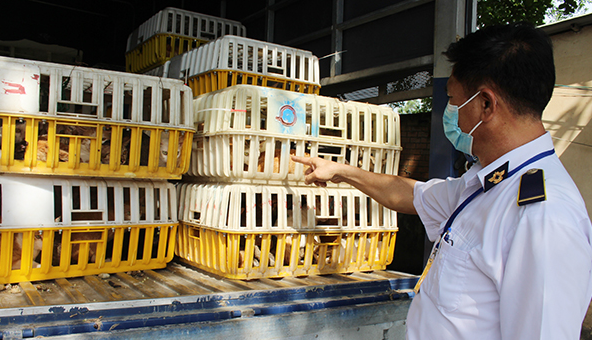 Đồng Nai: Tiêu hủy 160 cá thể mèo đông lạnh