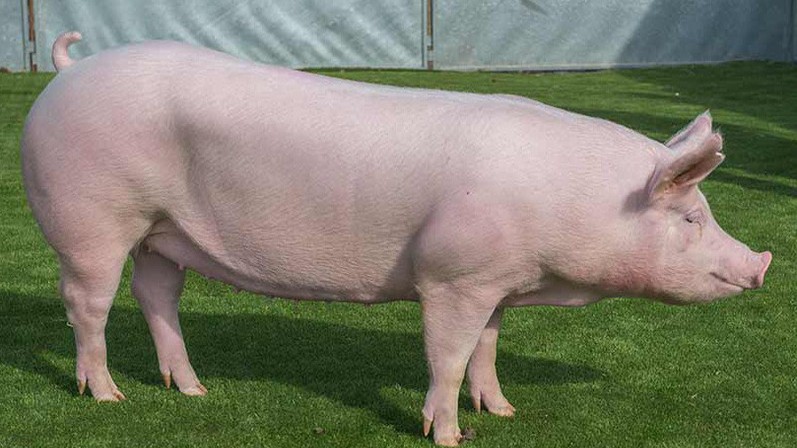 Cập nhật giá lợn hơi hôm nay 1/6/2022: Biến động trái chiều tại miền Nam