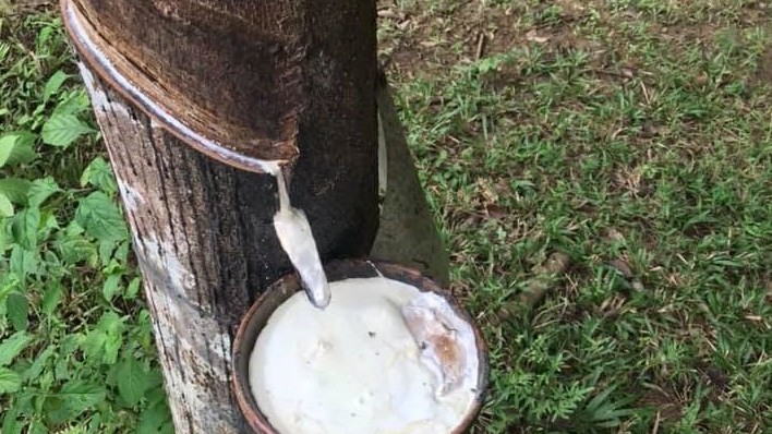 Cập nhật giá cao su hôm nay 1/6/2022: Liên tiếp tăng mạnh