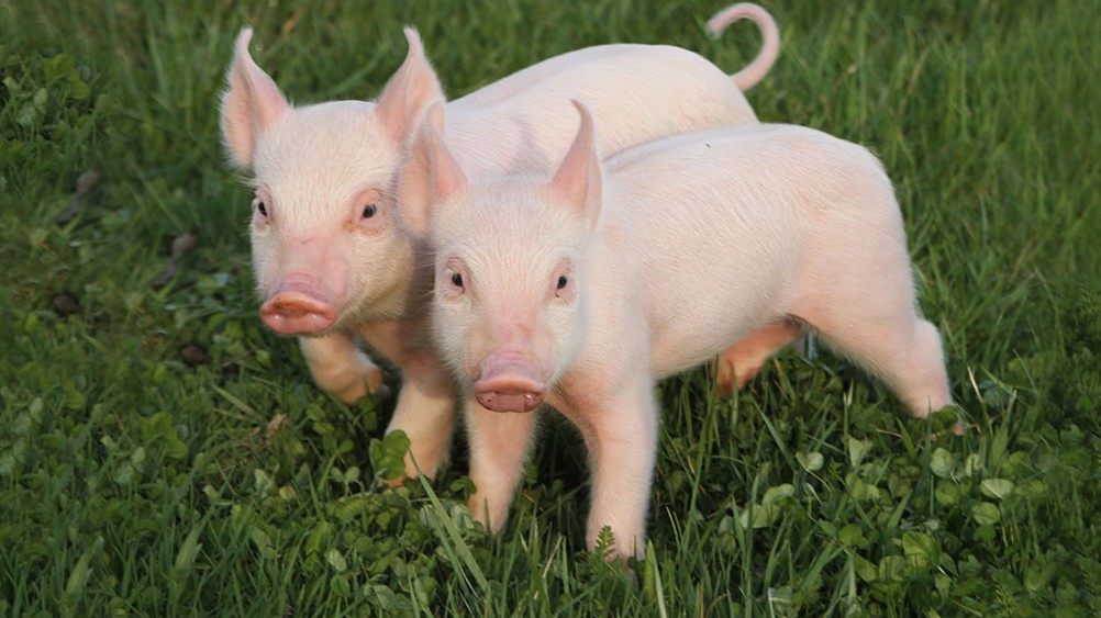 Cập nhật giá lợn hơi hôm nay 2/6/2022: Giảm nhẹ tại hai miền Bắc-Nam