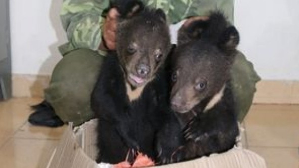 Điện Biên: Bắt giữ đối tượng mua bán trái phép 2 cá thể gấu ngựa