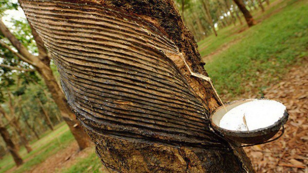 Cập nhật giá cao su hôm nay 2/6/2022: Nối tiếp chuỗi ngày tăng mạnh