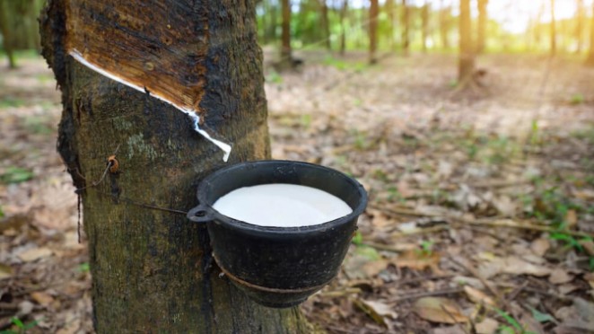 Cập nhật giá cao su hôm nay 7/6/2022: Biến động nhẹ tại các sàn châu Á