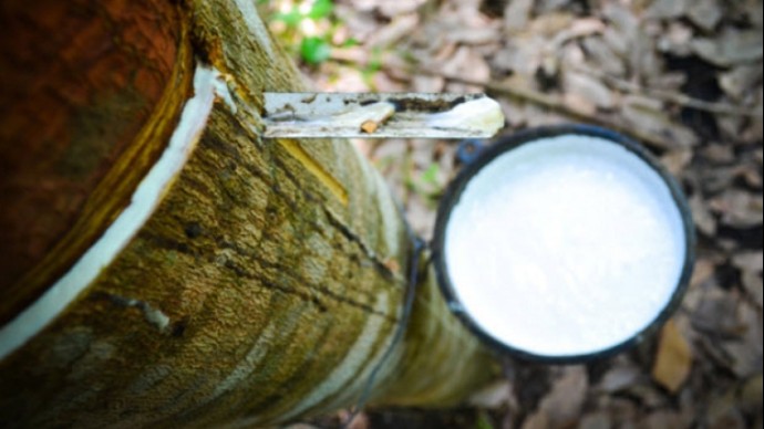 Cập nhật giá cao su hôm nay 8/6/2022: Giảm mạnh tại các sàn Châu Á