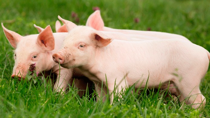 Cập nhật giá lợn hơi hôm nay 9/6/2022: Không ghi nhận thay đổi mới