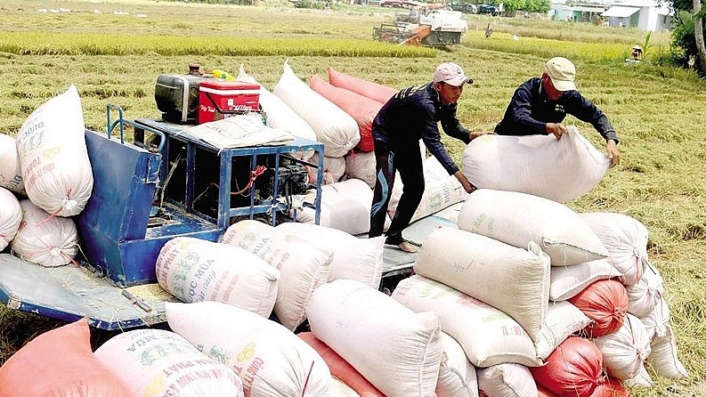 Cập nhật giá lúa gạo hôm nay 9/6/2022: Ổn định toàn thị trường