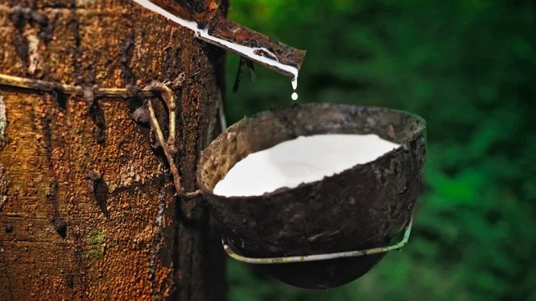 Cập nhật giá cao su hôm nay 9/6/2022: Tăng mạnh toàn thị trường châu Á