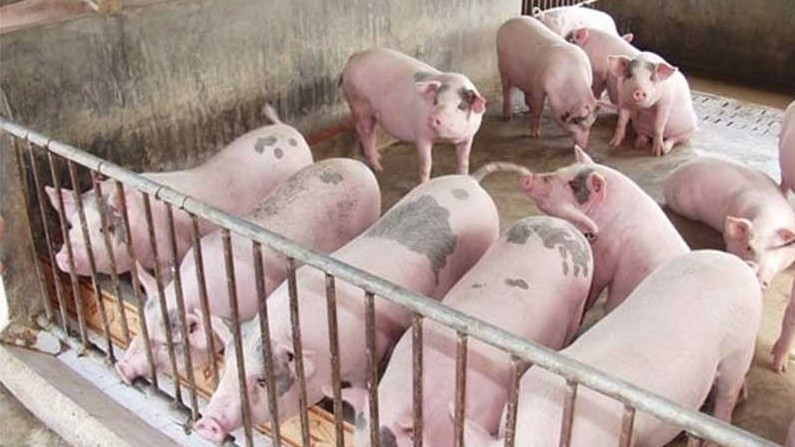 Cập nhật giá lợn hơi hôm nay 10/6/2022: Ổn định toàn thị trường
