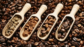 Cập nhật giá cà phê hôm nay 12/6/2022: Ổn định toàn thị trường