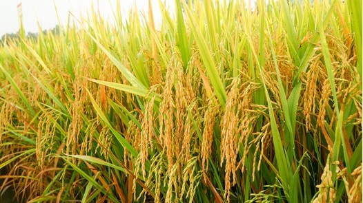 Cập nhật giá lúa gạo hôm nay 13/6/2022: Giảm 100 – 300 đồng/kg tại một số địa phương