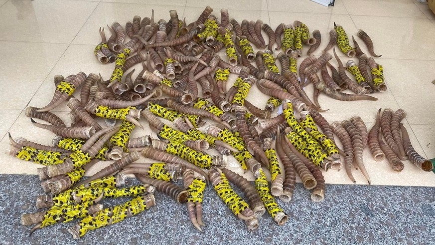 Cao Bằng: Phát hiện 201 chiếc sừng linh dương không rõ nguồn gốc