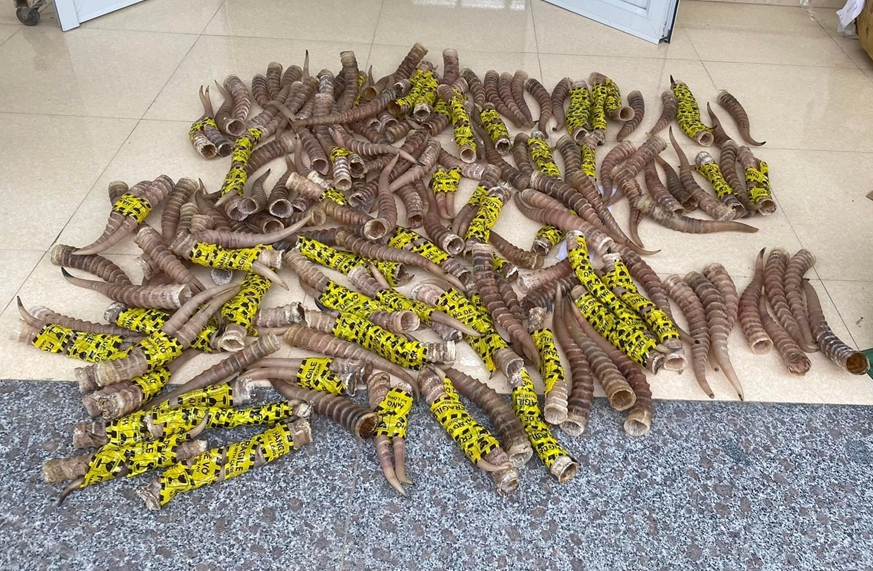 Cao Bằng: Phát hiện 201 chiếc sừng linh dương không rõ nguồn gốc