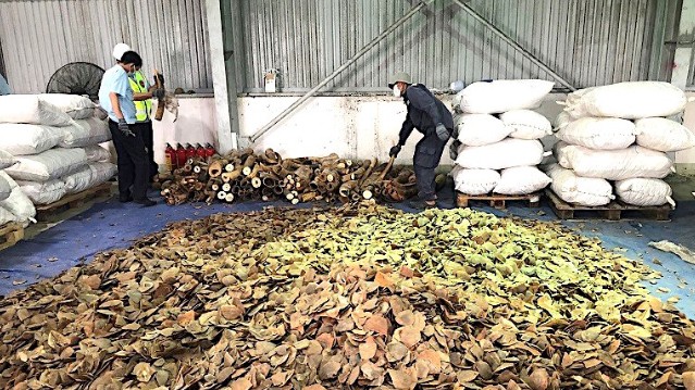 Đà Nẵng: Bắt tạm giam bị can vụ buôn lậu ngà voi, vảy tê tê