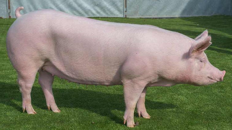 Giá lợn hơi hôm nay 26/6/2022: Điều chỉnh tăng tại một số tỉnh thành