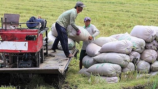 Giá lúa gạo hôm nay 27/6/2022: Giá lúa giảm 100 đồng/kg tại một vài nơi