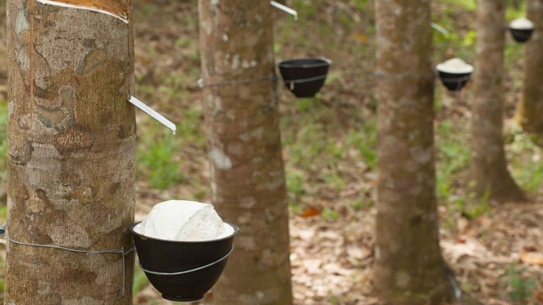 Giá cao su hôm nay 27/6/2022: Bất ngờ tăng cao do thiếu nguồn cung