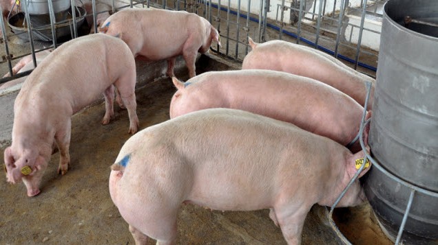 Giá lợn hơi hôm nay 28/6/2022: Điều chỉnh tăng nhẹ