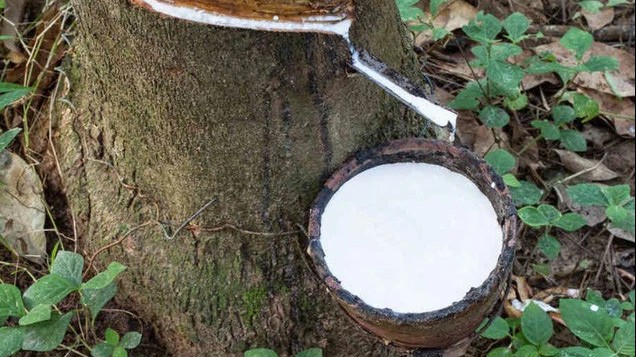 Giá cao su hôm nay 28/6/2022: Quay đầu giảm nhẹ