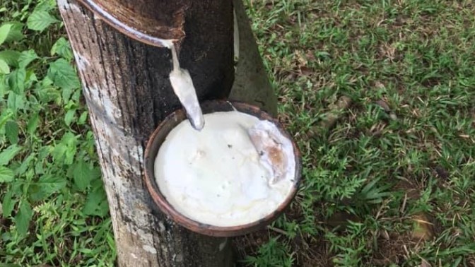 Giá cao su hôm nay 29/6/2022: Biến động trái chiều