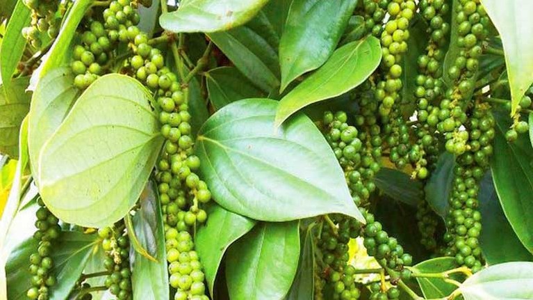 Giá hồ tiêu hôm nay 30/6/2022: Chững lại toàn trường