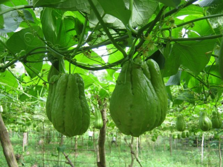 dàn su su Tam Đảo