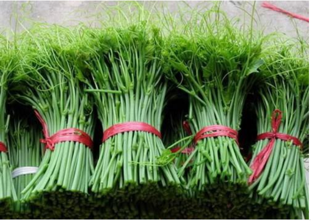 Ngọn su su Tam Đảo