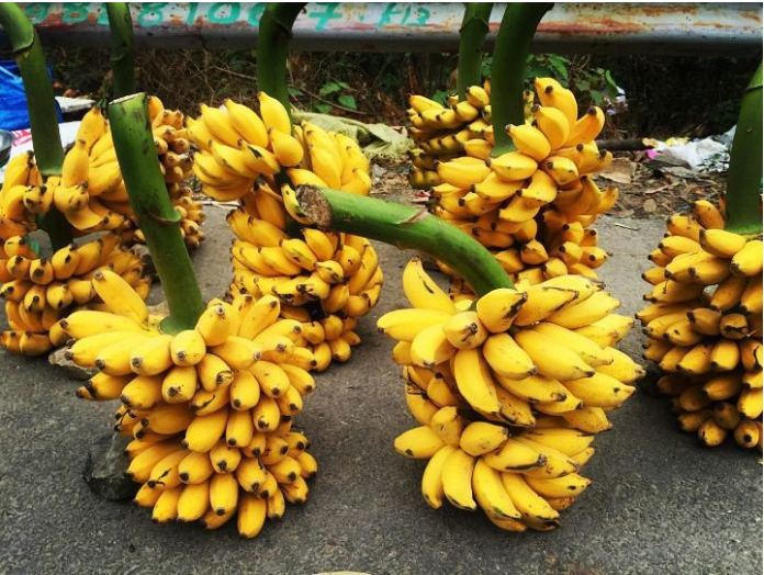 chuối ngự Tam Đảo