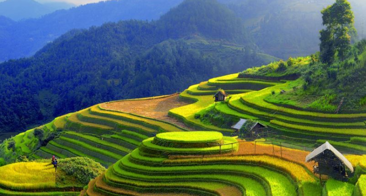 Du lịch Sapa tháng 8 - Mùa lúa trổ đồng