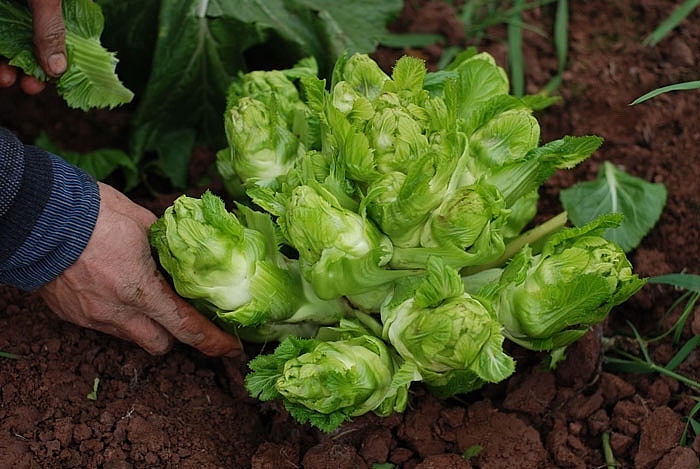 Rau cải mầm đá không chỉ là thực phẩm bổ dưỡng mà còn là vị thuốc quý giúp phòng và chữa nhiều loại bệnh - Ảnh minh họa: Internet