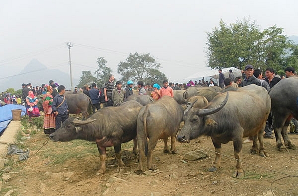 Những chú trâu theo thương lái về chợ trâu Bắc Hà.