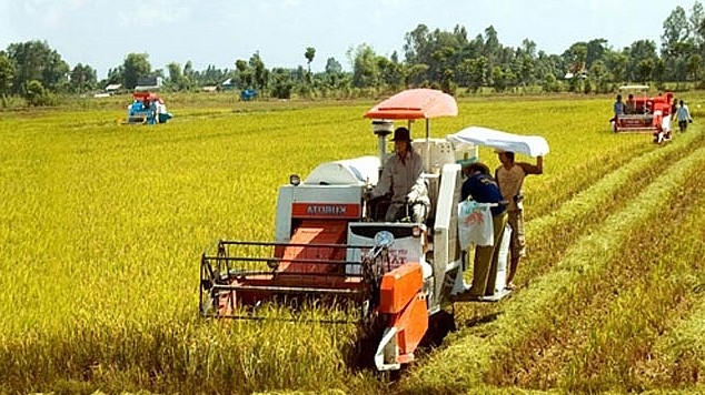 Giá lúa gạo hôm nay 2/7/2022: Giá lúa Hè thu dao động 5.500 – 6.500 đồng/kg