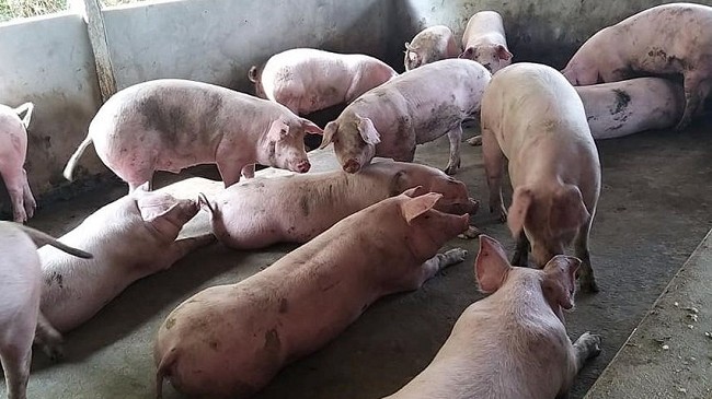 Giá lợn hơi hôm nay 3/7/2022: Biến động trái chiều