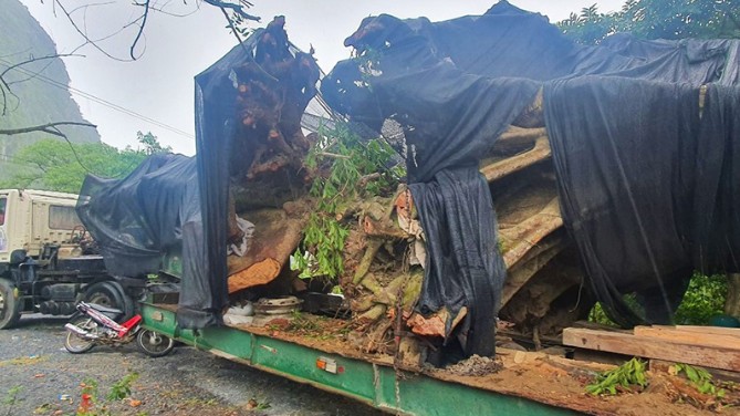 Quảng Bình: Bắt giữ ô tô đầu kéo vận chuyển gỗ trái phép