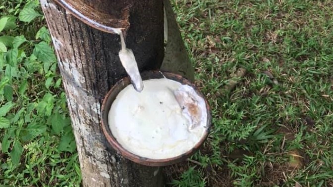 Giá cao su hôm nay 5/7/2022: Biến động trái chiều