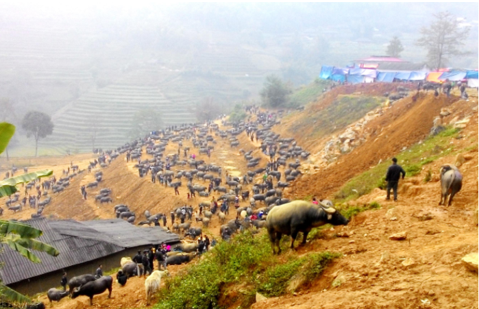 Mỗi lần chợ được mở, nhiều dân bản dẫn rất nhiều trâu và gia súc đến bán, trao đổi - Chợ cán cấu