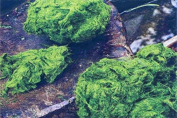 Rêu nướng - Hà Giang Rêu nướng - Hà Giang