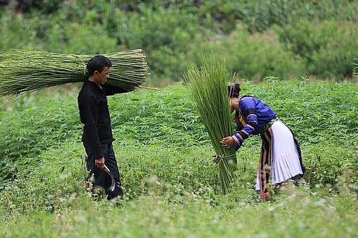 Lanh được thu hoạch ở nương rồi đem về - Ảnh- vuatuixach.com1 Lanh được thu hoạch ở nương rồi đem về - Ảnh- vuatuixach.com1