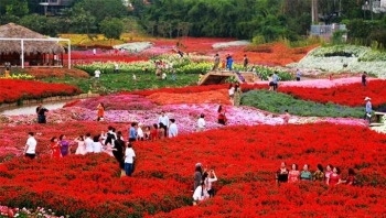 Review Sapa: Khám phá “Thung lũng hoa hồng”