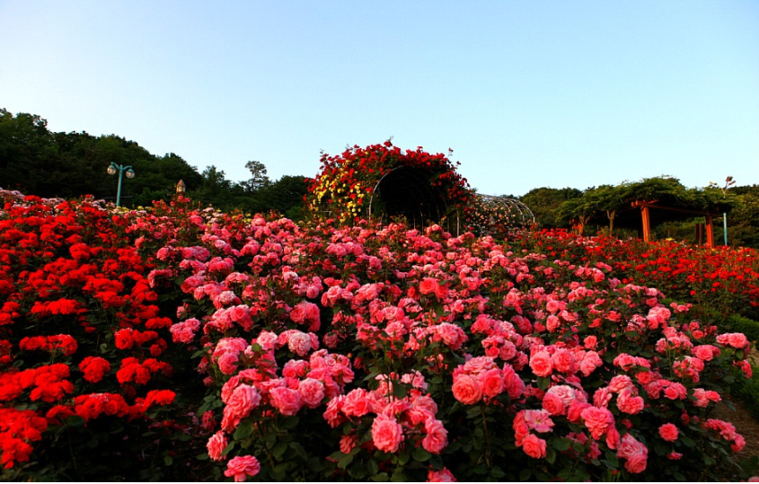 Thung lũng hoa hồng có hàng trăm nghìn gốc hoa hồng rực rỡ Thung lũng hoa hồng có hàng trăm nghìn gốc hoa hồng rực rỡ