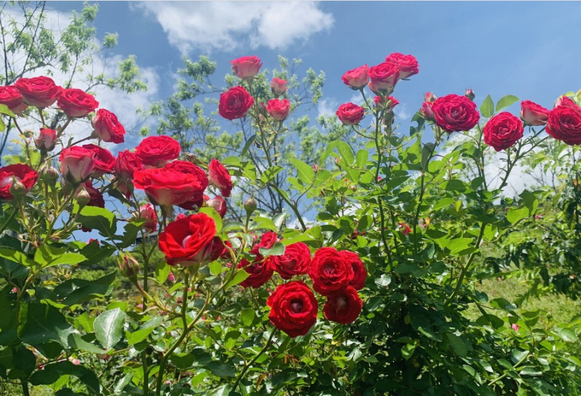 Những cánh hoa hồng tươi sắc mỗi sáng Những cánh hoa hồng tươi sắc mỗi sáng