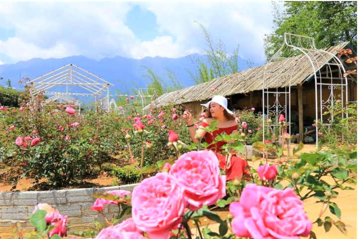 Nhắc đến những địa điểm du lịch đẹp ở Sapa thì du khách không thể bỏ qua thung lũng hoa hồng Nhắc đến những địa điểm du lịch đẹp ở Sapa thì du khách không thể bỏ qua thung lũng hoa hồng