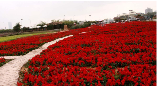 Thung Lũng Hoa Hồng Sapa rực rỡ sắc đỏ của hoa hồng Thung Lũng Hoa Hồng Sapa rực rỡ sắc đỏ của hoa hồng