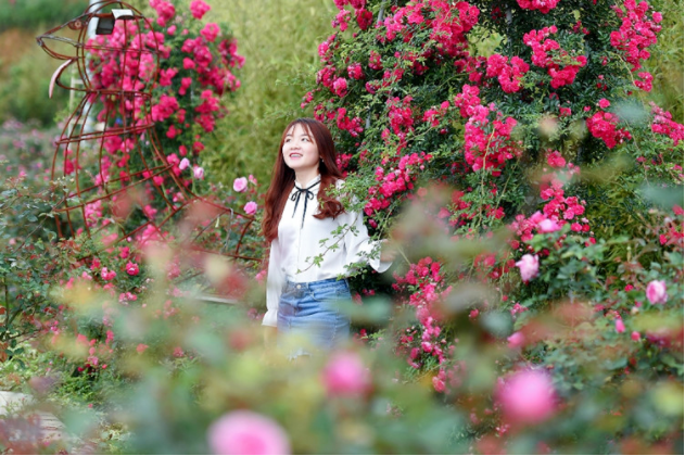 Du khách thích thú chụp ảnh cùng những bông hồng ở Thung Lũng Hoa Hồng Sapa Du khách thích thú chụp ảnh cùng những bông hồng ở Thung Lũng Hoa Hồng Sapa